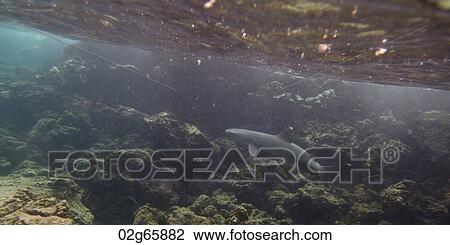 Whitetip Reef shark (Triaenodon Obesus) swimming underwater, Puerto Egas, Santiago Island, Galapagos Islands, Ecuador View Large Photo Image Stock Image - Whitetip Reef shark (Triaenodon Obesus) swimming underwater, Puerto Egas, Santiago Island, Galapagos Islands, Ecuador. Fotosearch