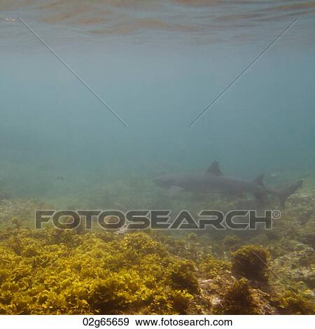 Whitetip Reef shark (Triaenodon Obesus) swimming underwater, Puerto Egas, Santiago Island, Galapagos Islands, Ecuador View Large Photo Image Stock Photo - Whitetip Reef shark (Triaenodon Obesus) swimming underwater, Puerto Egas, Santiago Island, Galapagos Islands, Ecuador. Fotosearch