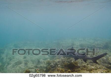 Whitetip Reef shark (Triaenodon Obesus) swimming underwater, Puerto Egas, Santiago Island, Galapagos Islands, Ecuador View Large Photo Image Stock Photo - Whitetip Reef shark (Triaenodon Obesus) swimming underwater, Puerto Egas, Santiago Island, Galapagos Islands, Ecuador. Fotosearch