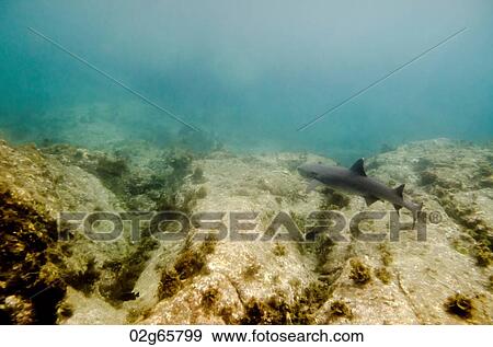 Whitetip Reef shark (Triaenodon Obesus) swimming underwater, Puerto Egas, Santiago Island, Galapagos Islands, Ecuador View Large Photo Image Stock Photo - Whitetip Reef shark (Triaenodon Obesus) swimming underwater, Puerto Egas, Santiago Island, Galapagos Islands, Ecuador. Fotosearch