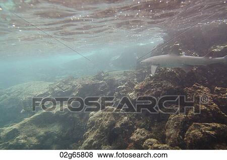 Whitetip Reef shark (Triaenodon Obesus) swimming underwater, Puerto Egas, Santiago Island, Galapagos Islands, Ecuador View Large Photo Image Stock Photo - Whitetip Reef shark (Triaenodon Obesus) swimming underwater, Puerto Egas, Santiago Island, Galapagos Islands, Ecuador. Fotosearch