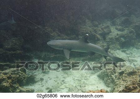 Whitetip Reef shark (Triaenodon Obesus) swimming underwater, Puerto Egas, Santiago Island, Galapagos Islands, Ecuador View Large Photo Image Stock Photograph - Whitetip Reef shark (Triaenodon Obesus) swimming underwater, Puerto Egas, Santiago Island, Galapagos Islands, Ecuador. Fotosearch