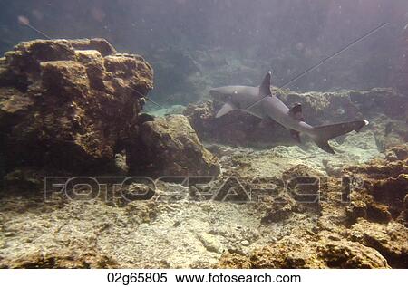 Whitetip Reef shark (Triaenodon Obesus) swimming underwater, Puerto Egas, Santiago Island, Galapagos Islands, Ecuador View Large Photo Image Stock Photography - Whitetip Reef shark (Triaenodon Obesus) swimming underwater, Puerto Egas, Santiago Island, Galapagos Islands, Ecuador. Fotosearch