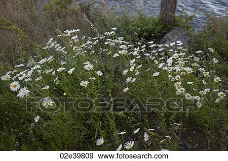 Stock Photo - Wild daisies growing at Lake of the Woods, Ontario. Fotosearch