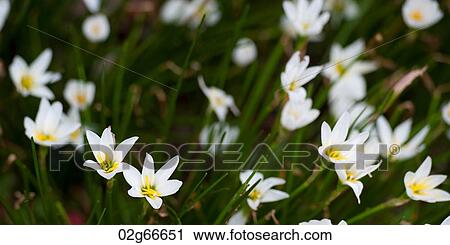 Wild flowers blooming in a field, Nagasaki, Japan View Large Photo Image Stock Image - Wild flowers blooming in a field, Nagasaki, Japan. Fotosearch