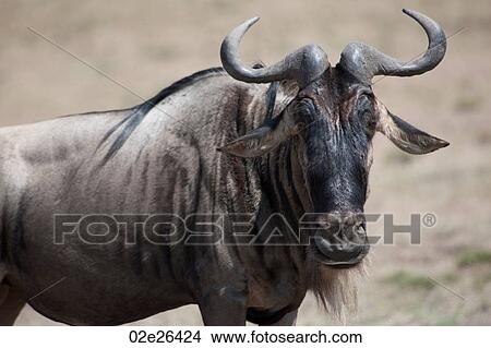 Wildebeest wildlife in Keyna View Large Photo Image Picture - Wildebeest wildlife in Keyna. Fotosearch