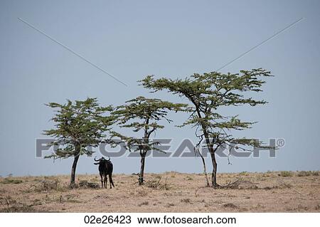 Stock Image - Wildebeest wildlife in Keyna. Fotosearch