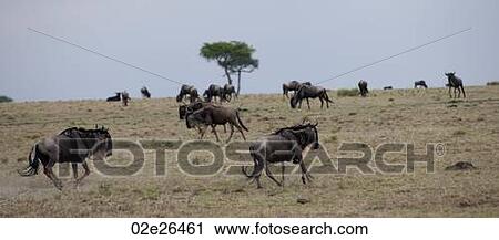 Wildebeest wildlife in Keyna View Large Photo Image Stock Image - Wildebeest wildlife in Keyna. Fotosearch