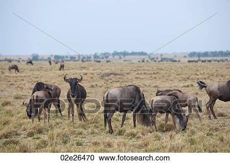 Wildebeest wildlife in Keyna View Large Photo Image Stock Image - Wildebeest wildlife in Keyna. Fotosearch