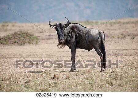 Wildebeest wildlife in Keyna View Large Photo Image Stock Photo - Wildebeest wildlife in Keyna. Fotosearch