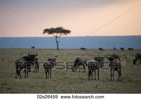 Wildebeest wildlife in Keyna View Large Photo Image Stock Photo - Wildebeest wildlife in Keyna. Fotosearch