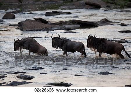 Wildebeest wildlife in Keyna View Large Photo Image Stock Photograph - Wildebeest wildlife in Keyna. Fotosearch
