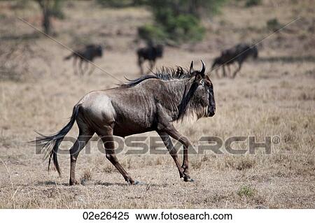 Wildebeest wildlife in Keyna View Large Photo Image Stock Photography - Wildebeest wildlife in Keyna. Fotosearch