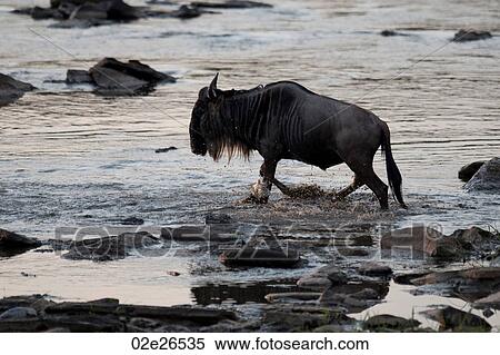 Wildebeest wildlife in Keyna View Large Photo Image Stock Photography - Wildebeest wildlife in Keyna. Fotosearch