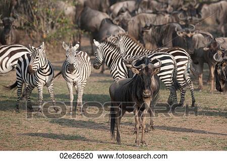 Wildebeests and zebras in Kenya View Large Photo Image Stock Image - Wildebeests and zebras in Kenya. Fotosearch