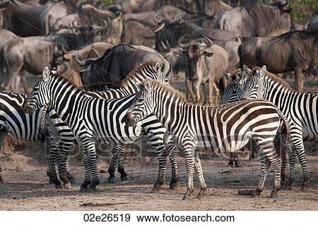 Wildebeests and zebras in Kenya View Large Photo Image Stock Photo - Wildebeests and zebras in Kenya. Fotosearch