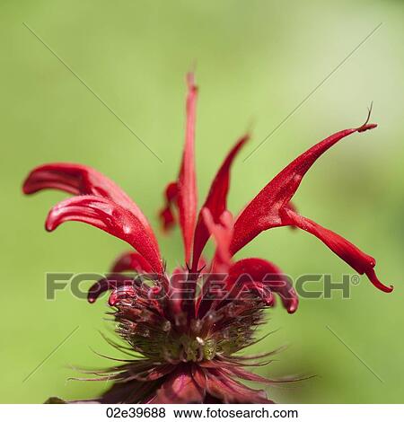 Stock Photo - Wildflower at Lake of the Woods, Ontario. Fotosearch
