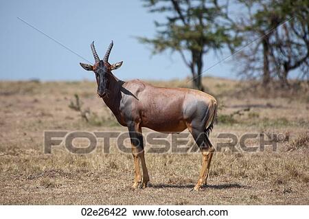 Wildlife in Kenya View Large Photo Image Stock Image - Wildlife in Kenya. Fotosearch