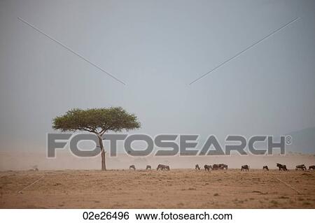Wildlife in Kenya View Large Photo Image Stock Photograph - Wildlife in Kenya. Fotosearch