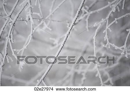 Picture - Winnipeg, Winter Frost. Fotosearch