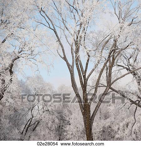 Picture - Winnipeg, Winter Frost. Fotosearch