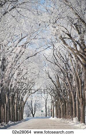 Winnipeg, Winter Frost View Large Photo Image Picture - Winnipeg, Winter Frost. Fotosearch