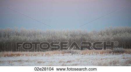 Winnipeg, Winter Frost View Large Photo Image Picture - Winnipeg, Winter Frost. Fotosearch