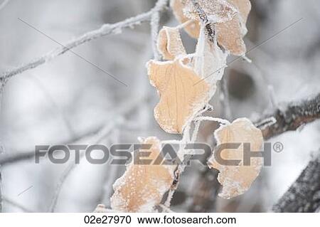 Winnipeg, Winter Frost View Large Photo Image Stock Image - Winnipeg, Winter Frost. Fotosearch