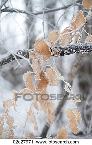 Winnipeg, Winter Frost View Large Photo Image Stock Image - Winnipeg, Winter Frost. Fotosearch