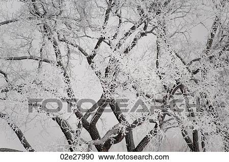 Winnipeg, Winter Frost View Large Photo Image Stock Image - Winnipeg, Winter Frost. Fotosearch