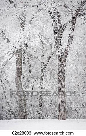 Stock Image - Winnipeg, Winter Frost. Fotosearch