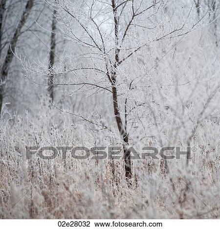 Winnipeg, Winter Frost View Large Photo Image Stock Image - Winnipeg, Winter Frost. Fotosearch