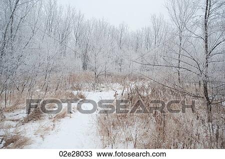 Winnipeg, Winter Frost View Large Photo Image Stock Image - Winnipeg, Winter Frost. Fotosearch