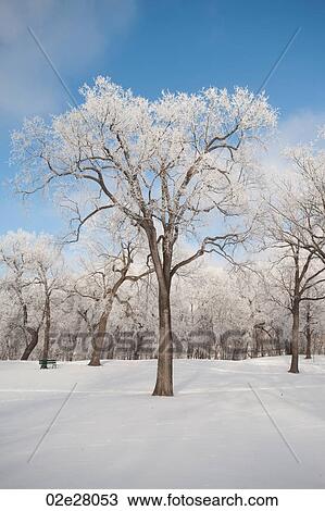 Stock Image - Winnipeg, Winter Frost. Fotosearch