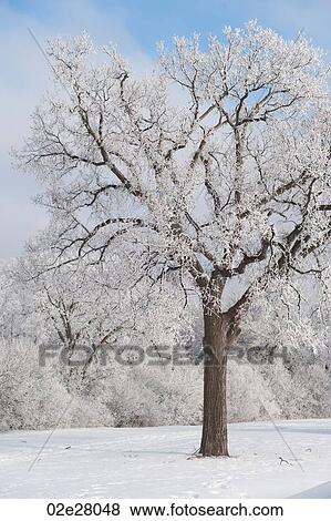 Winnipeg, Winter Frost View Large Photo Image Stock Photo - Winnipeg, Winter Frost. Fotosearch