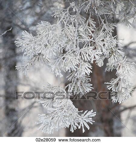 Winnipeg, Winter Frost View Large Photo Image Stock Photo - Winnipeg, Winter Frost. Fotosearch