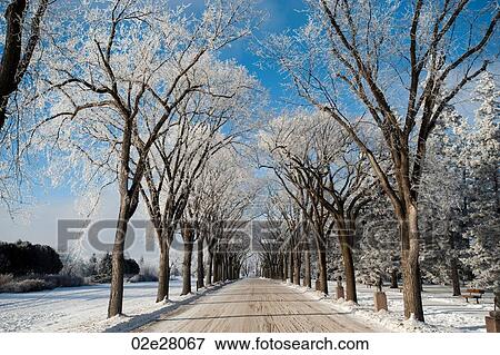 Stock Photo - Winnipeg, Winter Frost. Fotosearch