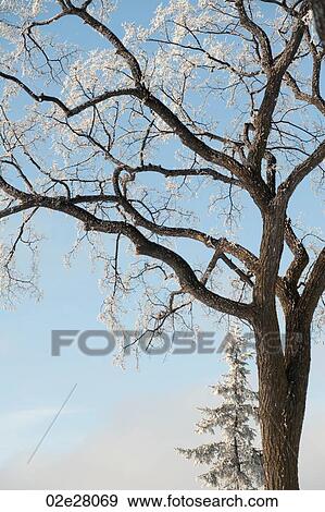 Winnipeg, Winter Frost View Large Photo Image Stock Photo - Winnipeg, Winter Frost. Fotosearch