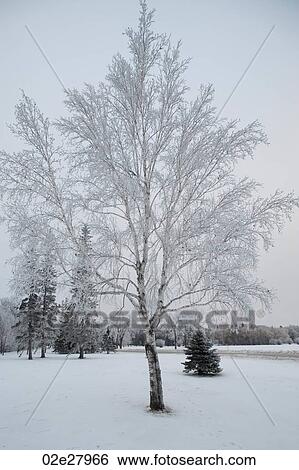 Winnipeg, Winter Frost View Large Photo Image Stock Photograph - Winnipeg, Winter Frost. Fotosearch