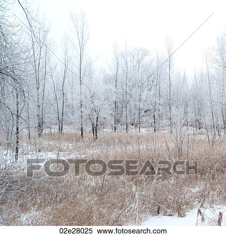 Winnipeg, Winter Frost View Large Photo Image Stock Photography - Winnipeg, Winter Frost. Fotosearch