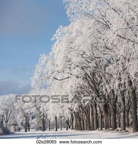 Stock Photography - Winnipeg, Winter Frost. Fotosearch