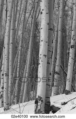 Winter forest in Vail, Colorado View Large Photo Image Stock Image - Winter forest in Vail, Colorado. Fotosearch