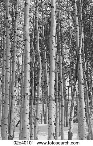 Winter forest in Vail, Colorado View Large Photo Image Stock Image - Winter forest in Vail, Colorado. Fotosearch