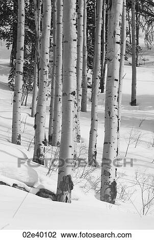 Stock Image - Winter forest in Vail, Colorado. Fotosearch