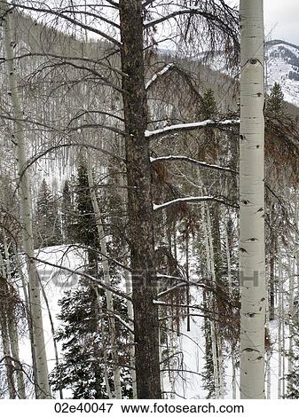 Winter forest in Vail, Colorado View Large Photo Image Stock Photo - Winter forest in Vail, Colorado. Fotosearch