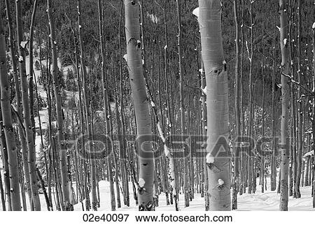 Stock Photo - Winter forest in Vail, Colorado. Fotosearch