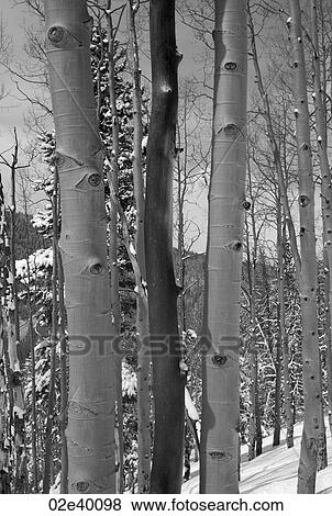 Winter forest in Vail, Colorado View Large Photo Image Stock Photo - Winter forest in Vail, Colorado. Fotosearch