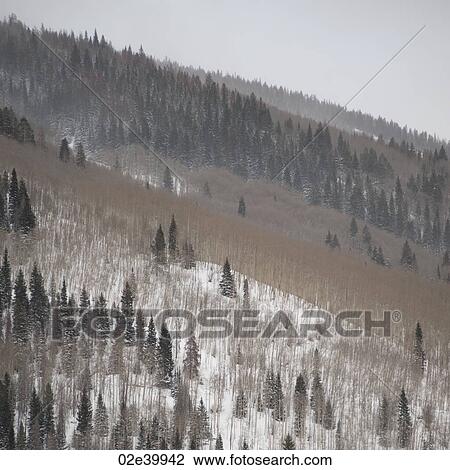 Winter landscape in Vail, Colorado 2010 View Large Photo Image Stock Image - Winter landscape in Vail, Colorado 2010. Fotosearch