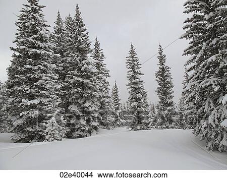 Picture - Winter landscape in Vail, Colorado. Fotosearch