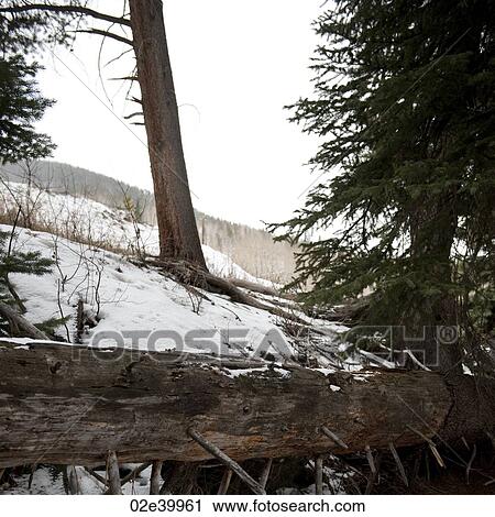 Winter landscape in Vail, Colorado View Large Photo Image Stock Image - Winter landscape in Vail, Colorado. Fotosearch